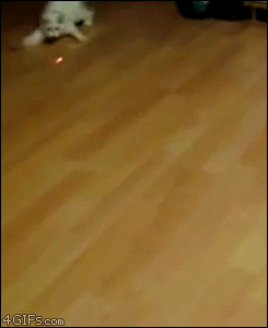 猫猫奇行1  中文网络风尚图片