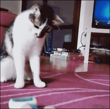 猫猫奇行2  中文网络风尚图片