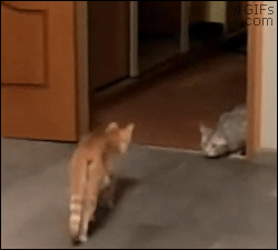 猫猫奇行3  中文网络风尚图片