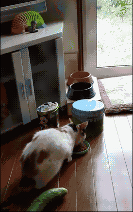 猫猫起飞2  中文网络风尚图片