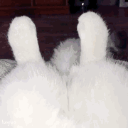 猫猫翘脚  中文网络风尚图片