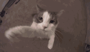 猫猫亲亲  中文网络风尚图片