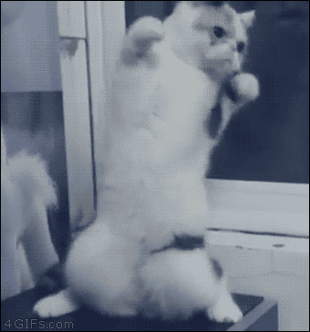 猫猫散打  中文网络风尚图片