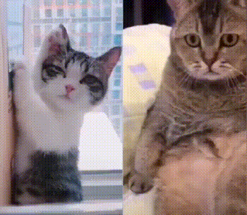 猫猫色批  中文网络风尚图片