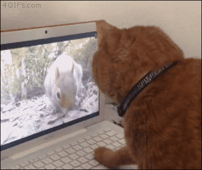 猫猫狩猎  中文网络风尚图片