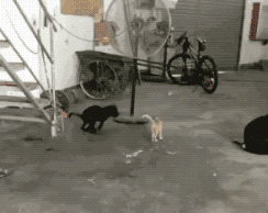猫猫挑衅  中文网络风尚图片