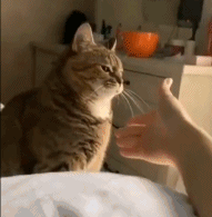 猫猫握手  中文网络风尚图片