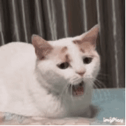猫猫无聊  中文网络风尚图片
