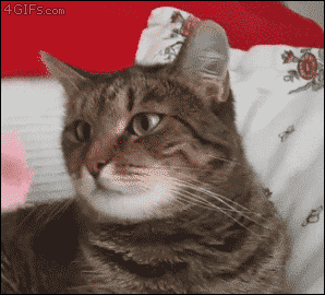 猫猫无语1  中文网络风尚图片