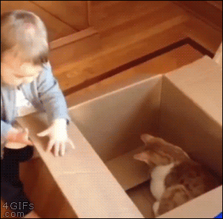 猫猫无语2  中文网络风尚图片