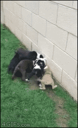 猫猫无语3  中文网络风尚图片