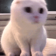 猫猫寻找  中文网络风尚图片
