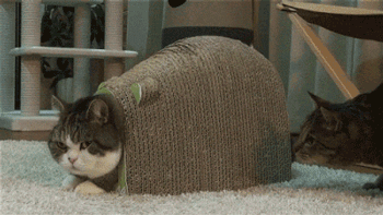 猫猫疑惑1  中文网络风尚图片