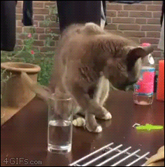 猫猫疑惑2  中文网络风尚图片