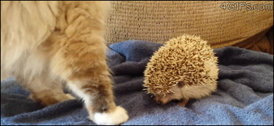 猫猫疑惑3  中文网络风尚图片