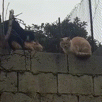 猫猫银趴  中文网络风尚图片