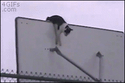 猫猫杂技1  中文网络风尚图片