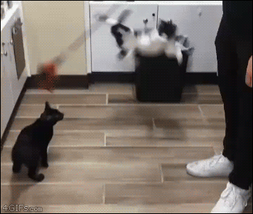 猫猫杂技5  中文网络风尚图片