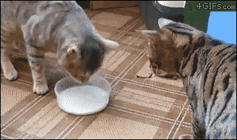 猫猫争夺  中文网络风尚图片