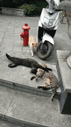 猫猫捉奸  中文网络风尚图片