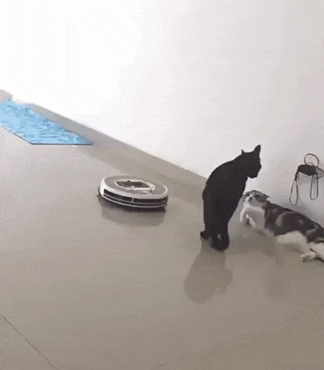 猫猫总裁  中文网络风尚图片