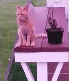 猫猫坐  中文网络风尚图片
