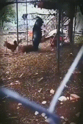 羊羊恶魔  中文网络风尚图片