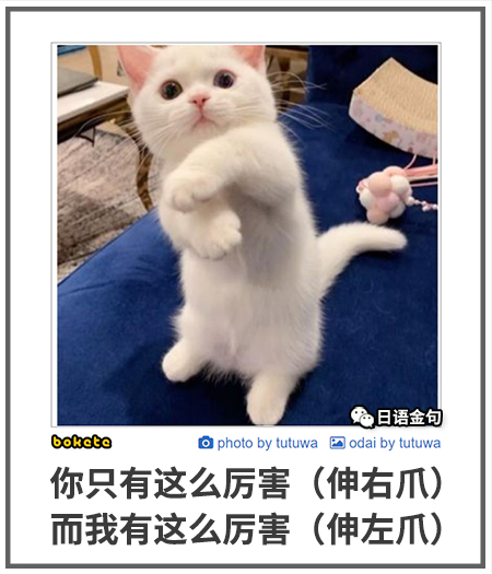 0478  中文网络风尚图片