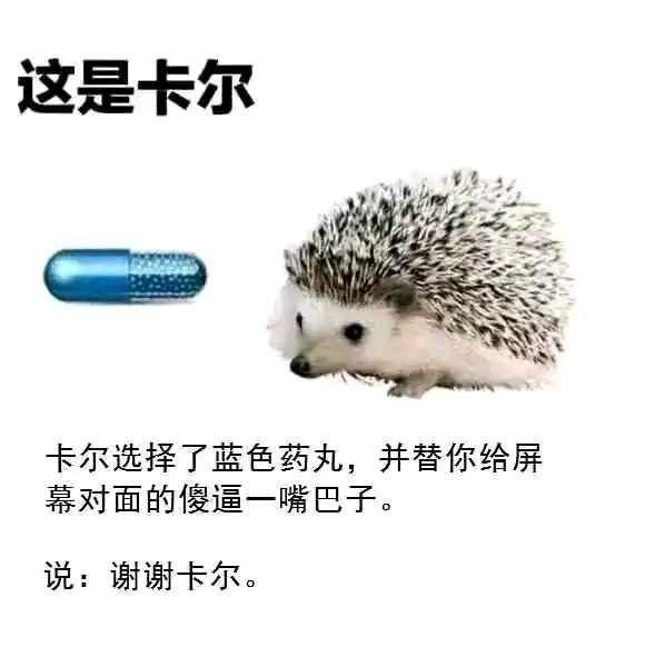 蓝色药丸  中文网络风尚图片