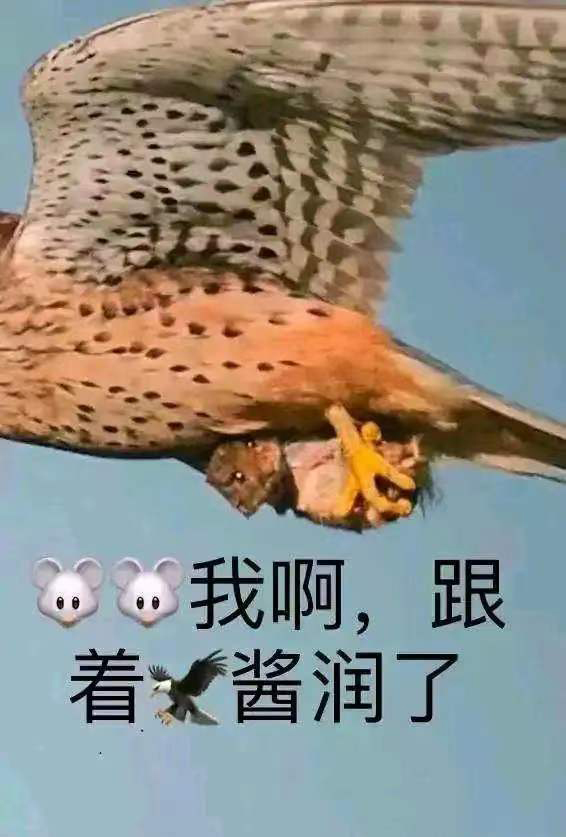 润鼠  中文网络风尚图片