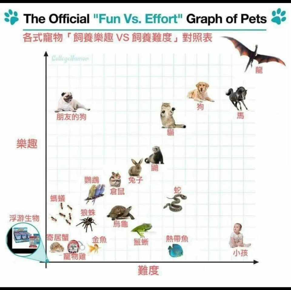 宠物乐趣研究  中文网络风尚图片